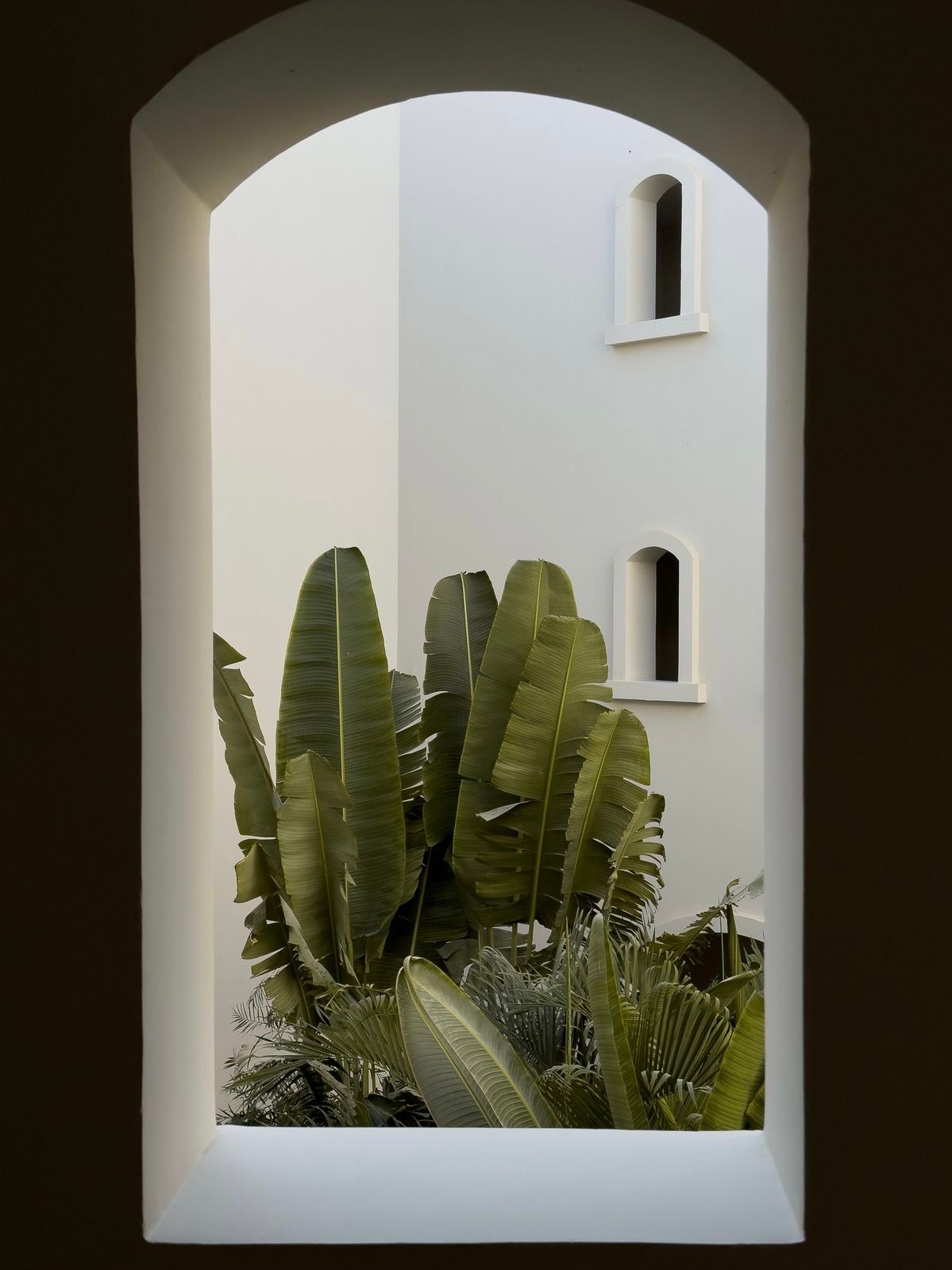 Tropical banana leaves peek through white arched windows in a minimalist architectural design.
