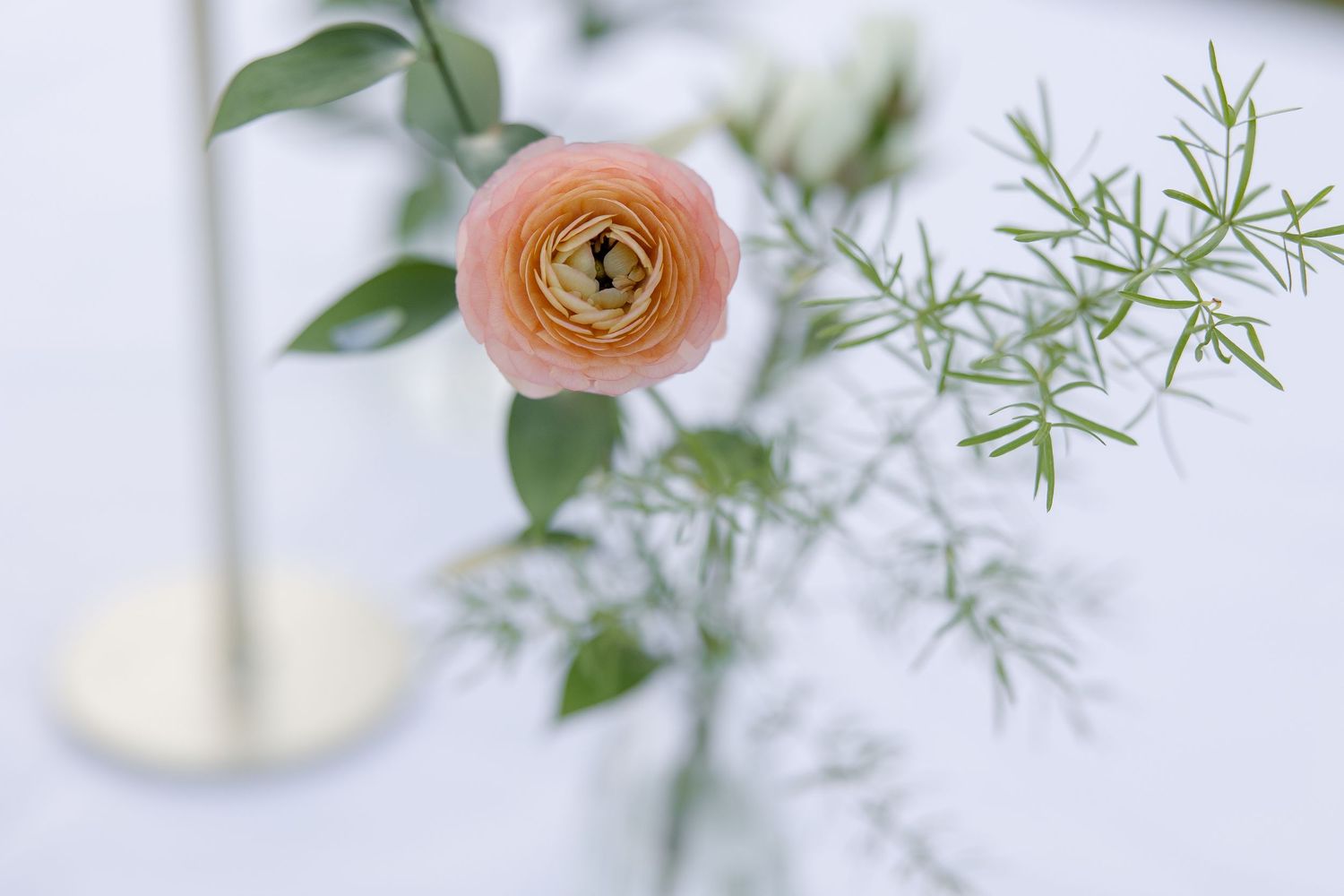 A delicate ranunculus blossom as a centerpiece in a portrait by Emily Joy Photography, wedding photographer in Memphis, TN.