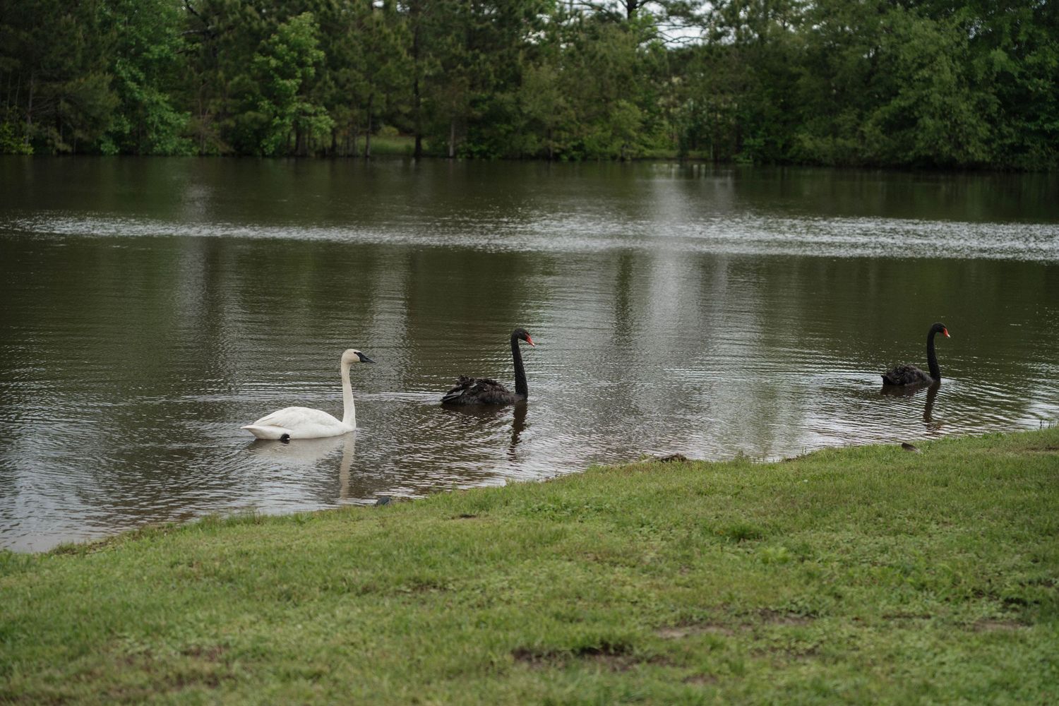 Swans glide across peaceful lake with green trees in background.