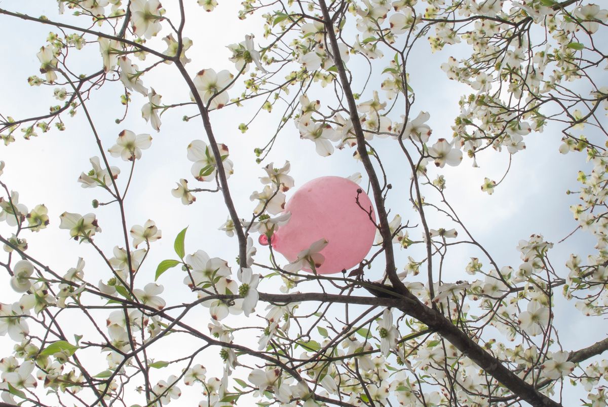 Pink balloon in tree with white floral buds.