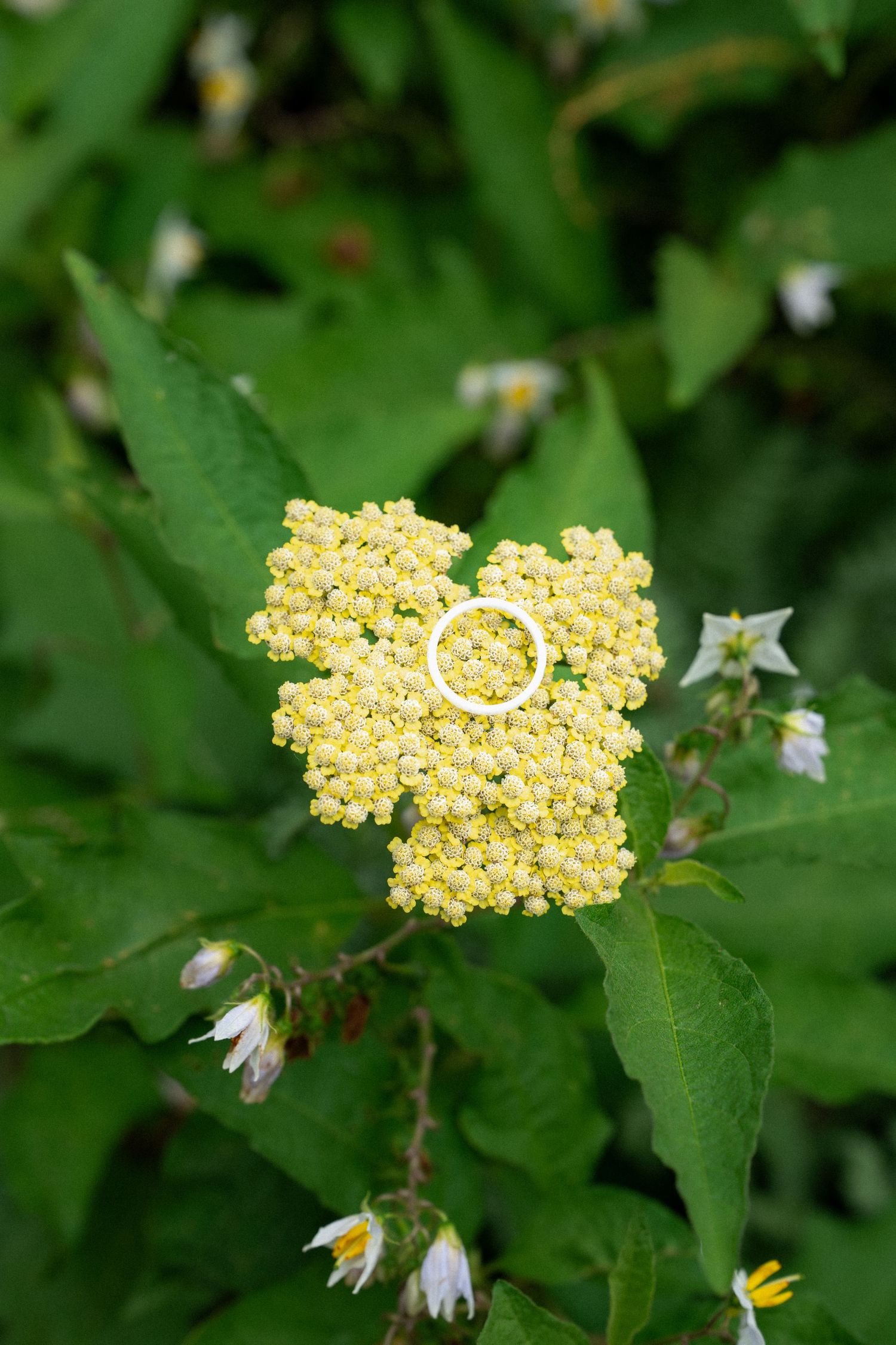Yellow yarrow flower clusters bloom against vibrant green foliage in a summer garden.