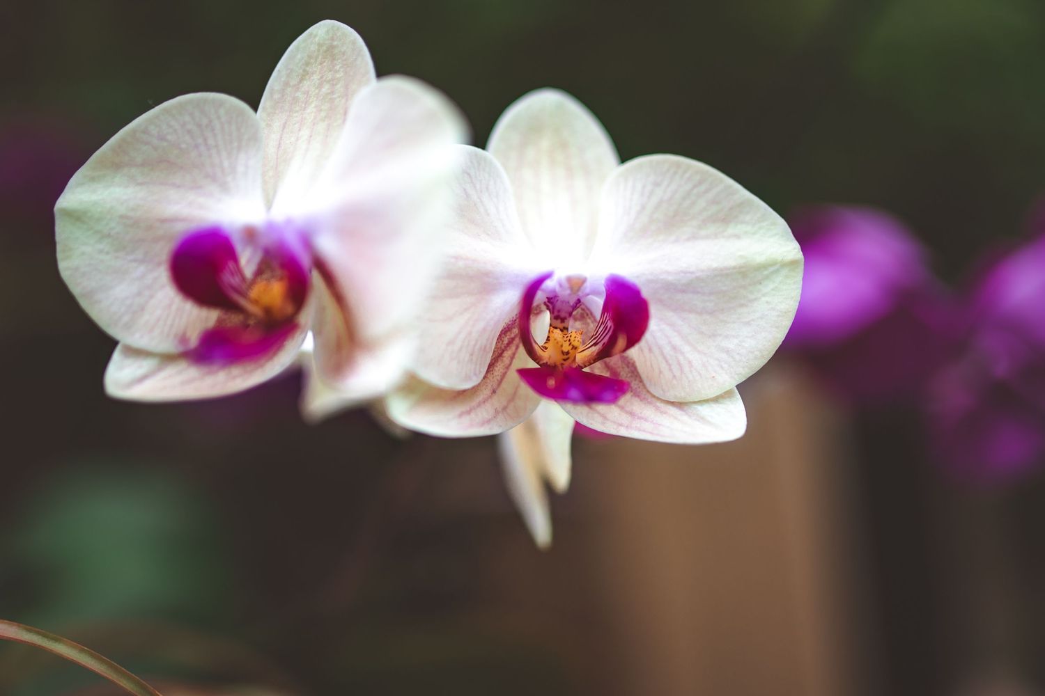 White orchids with purple centers blooming against dark background.