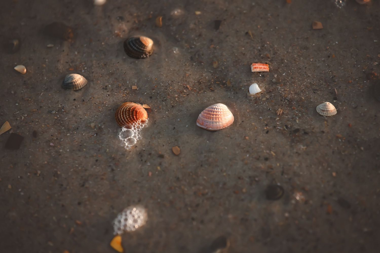 Seashells scattered on wet sand at beach during low tide.