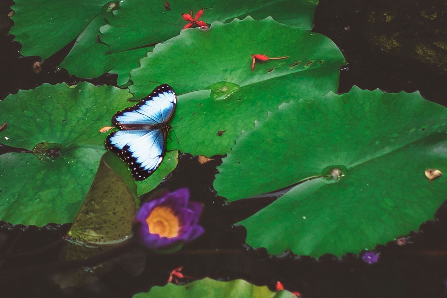 Blue and white butterfly resting on large lily pad over dark water.