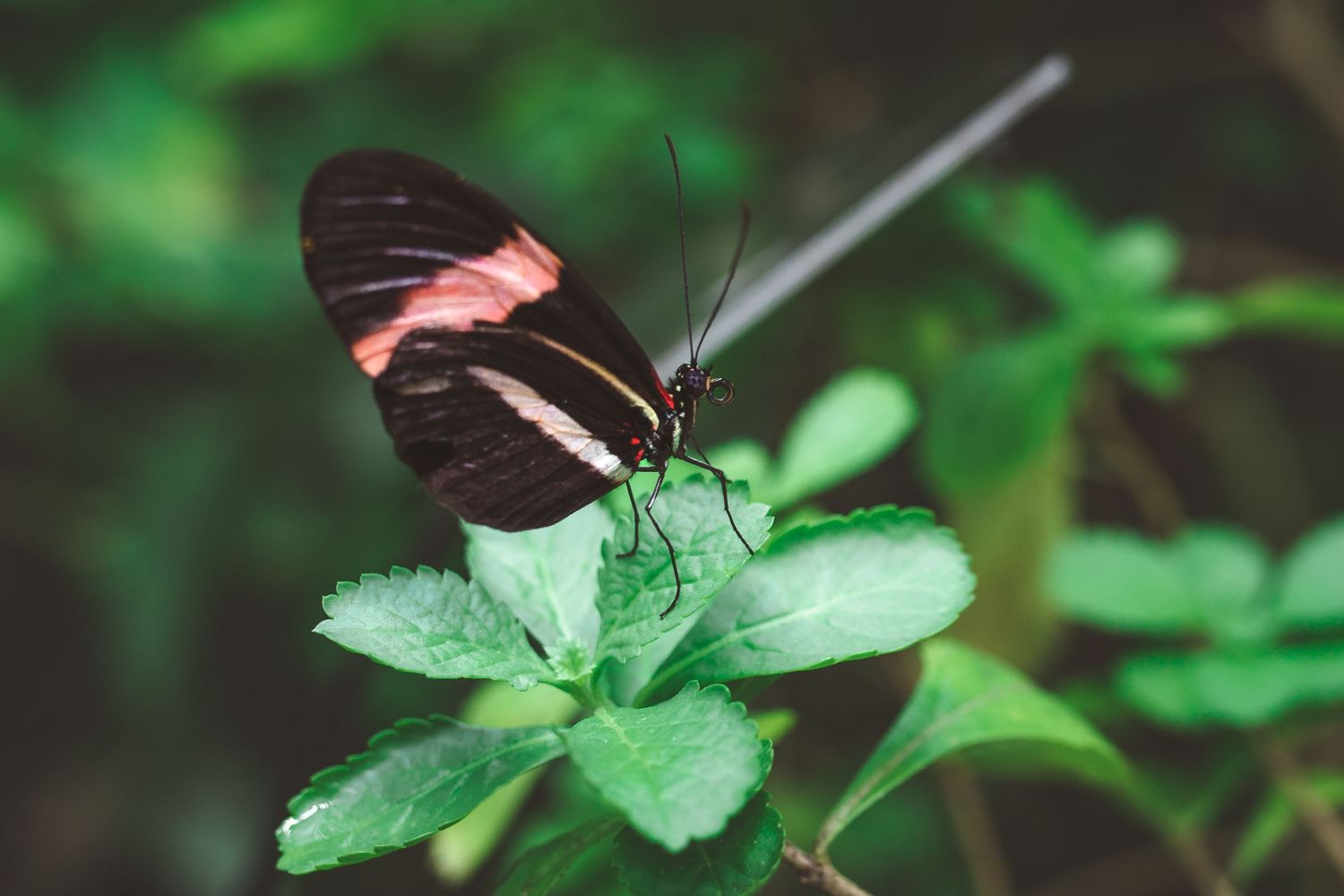 Black and coral butterfly perched delicately on a green leaf in nature.