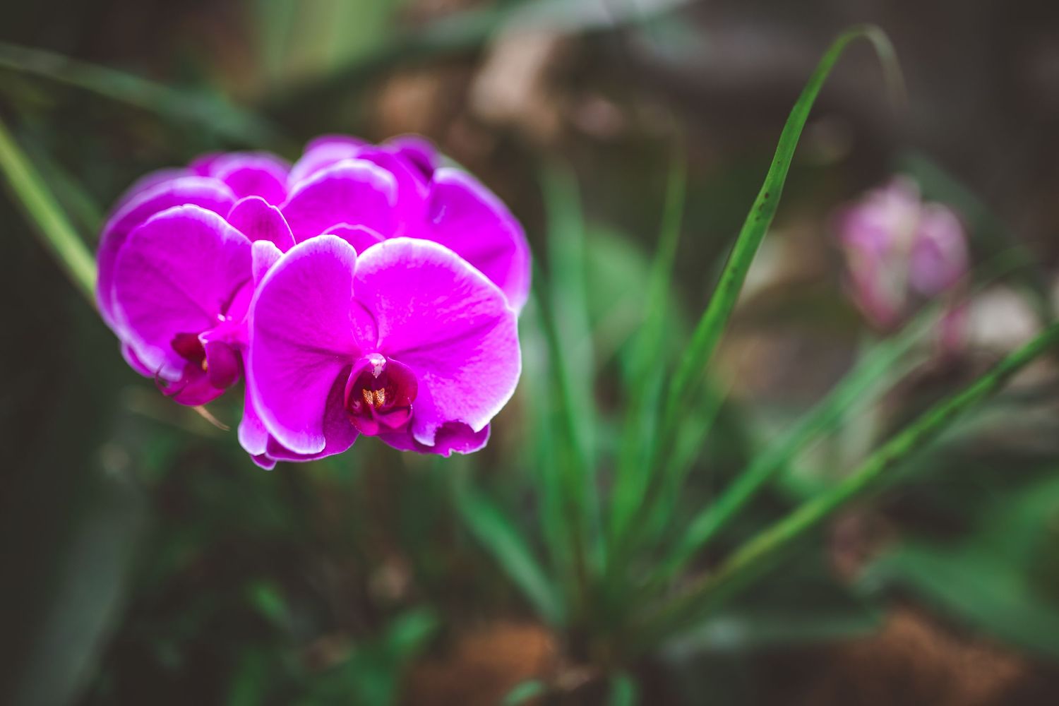 Vibrant magenta orchid flower in bloom with soft focus green foliage background.