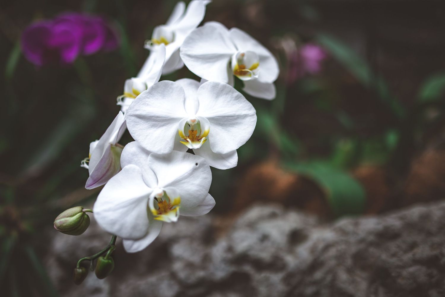 White orchid flowers with yellow centers cascading in an elegant branch formation.