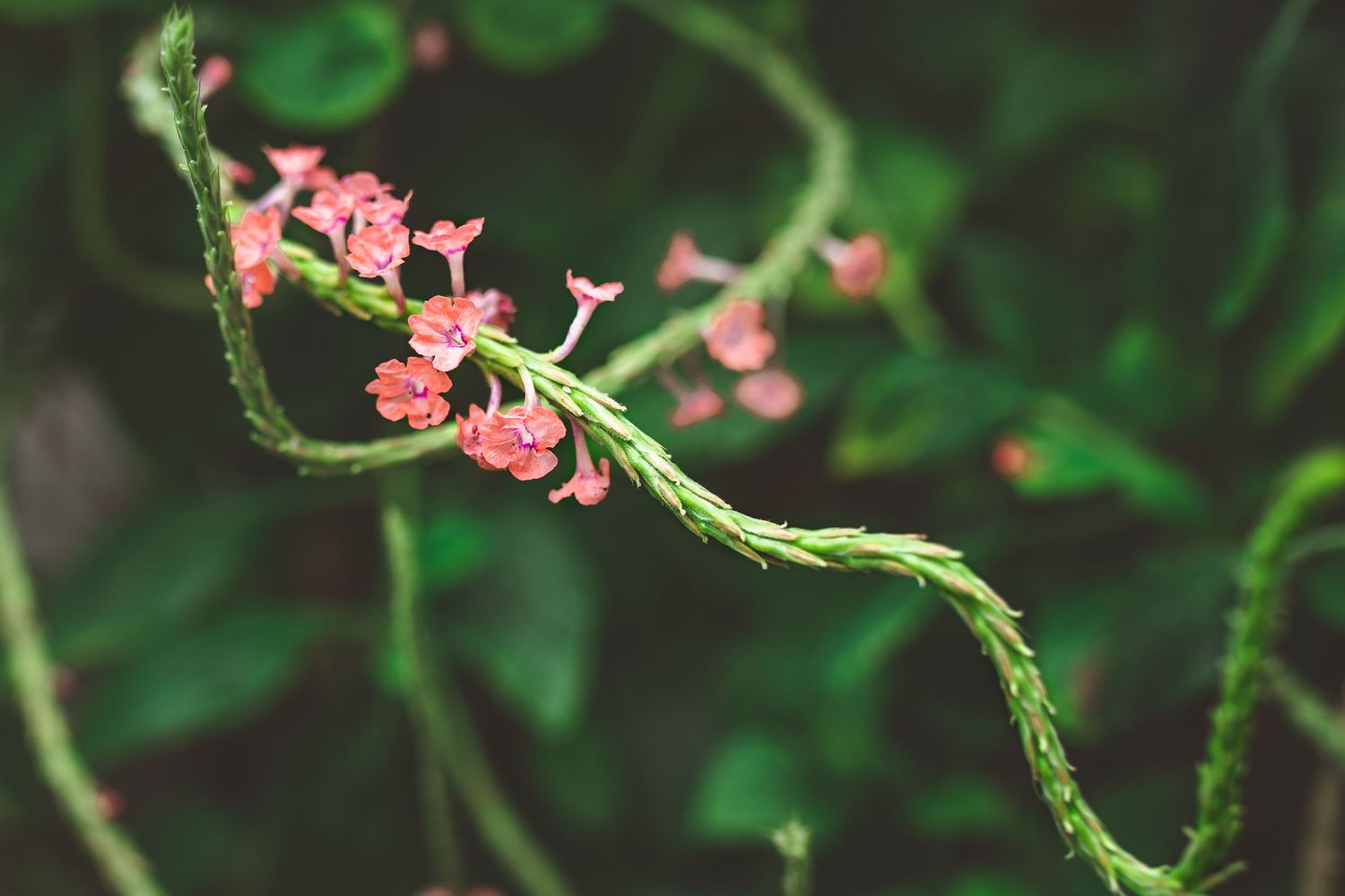 Delicate pink wildflowers growing along curved vine with green background.