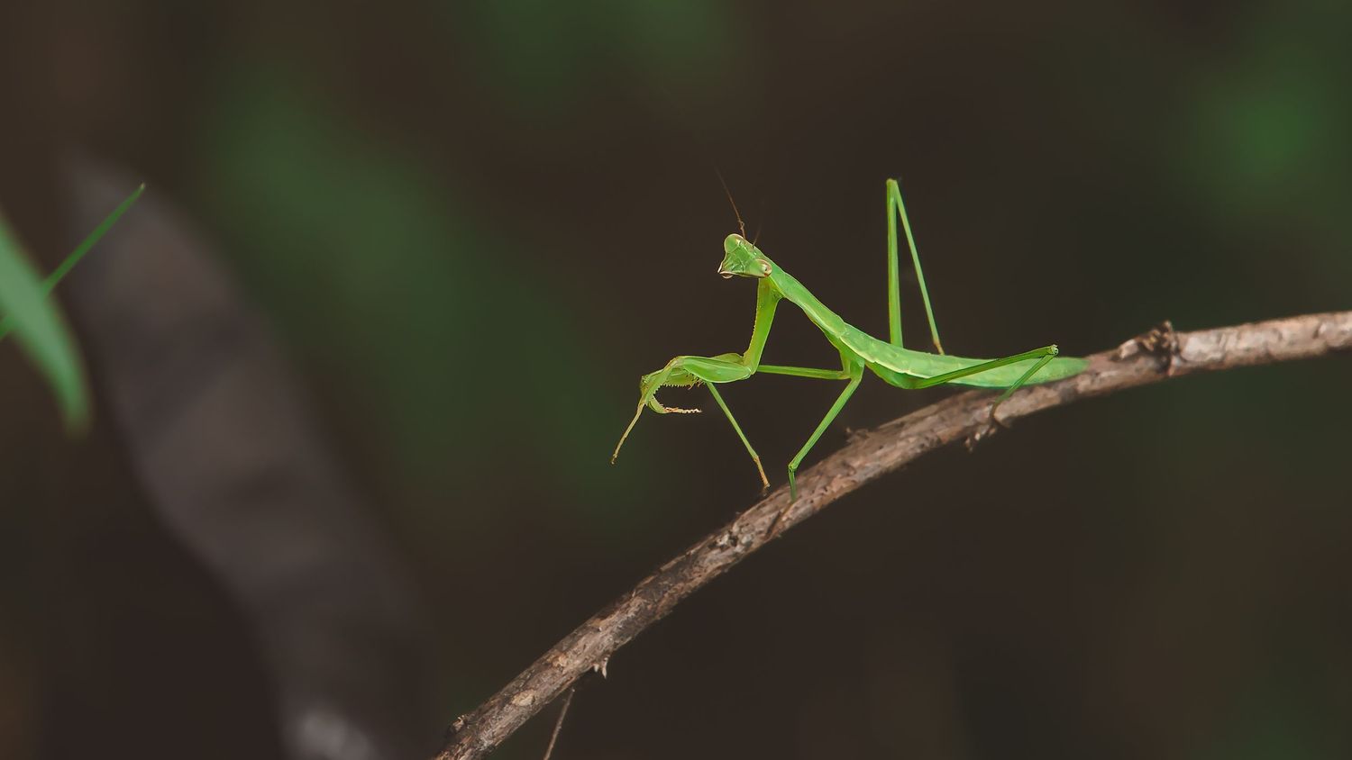 Detailed shot of a praying mantis resting on a brown twig.