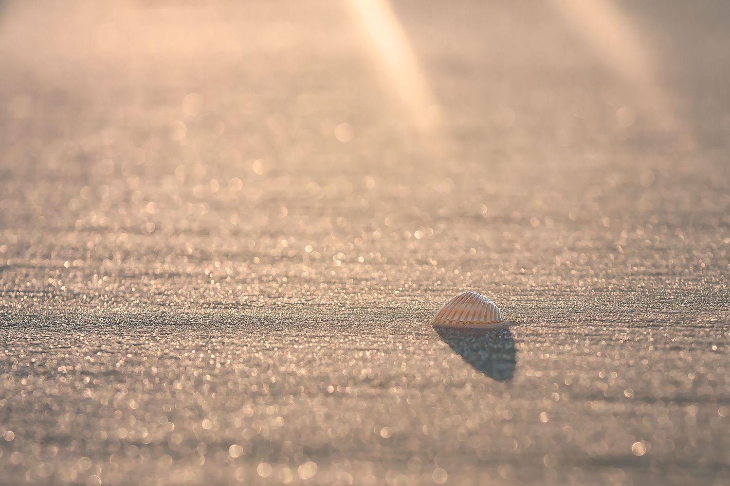 Single seashell casting shadow on smooth sandy beach.