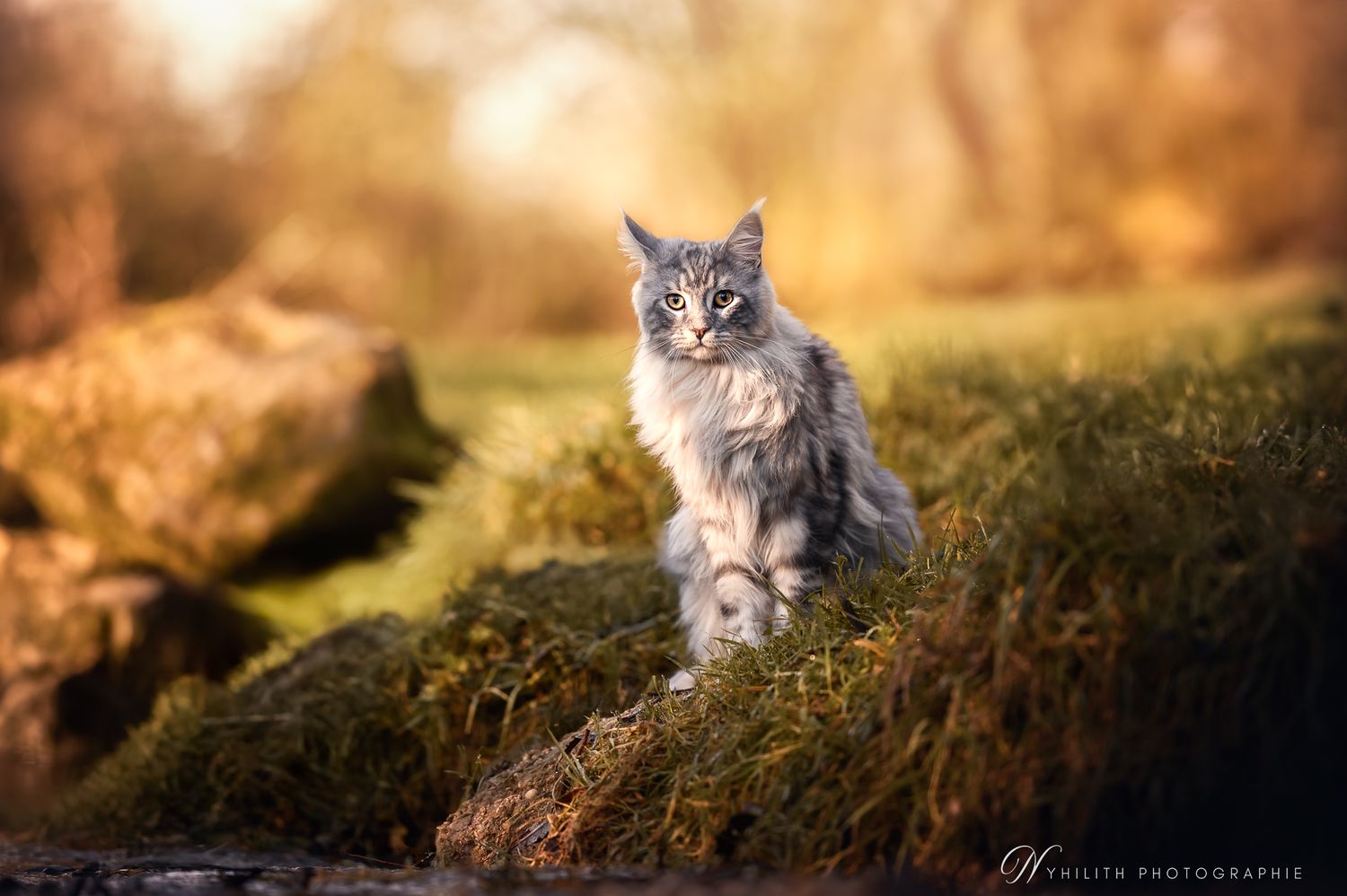 Séance photo pour Chat en Meuse à Verdun Séance Photos Main Coon Photographe pour Chat en Meuse près de Verdun Séance photo au bord de l'eau