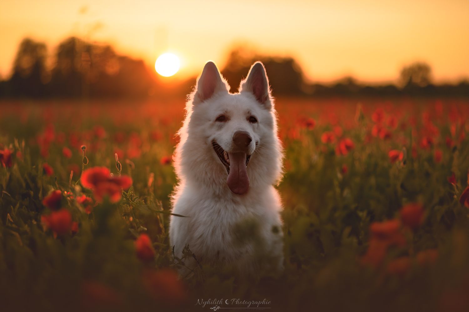 Photo chien coquelicots – Photographe animalier en Meuse