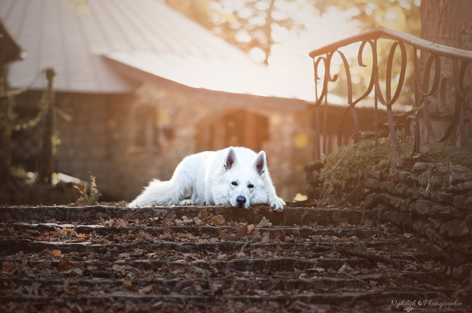 Photo chien couché village gaulois – Photographe animalier en Meuse