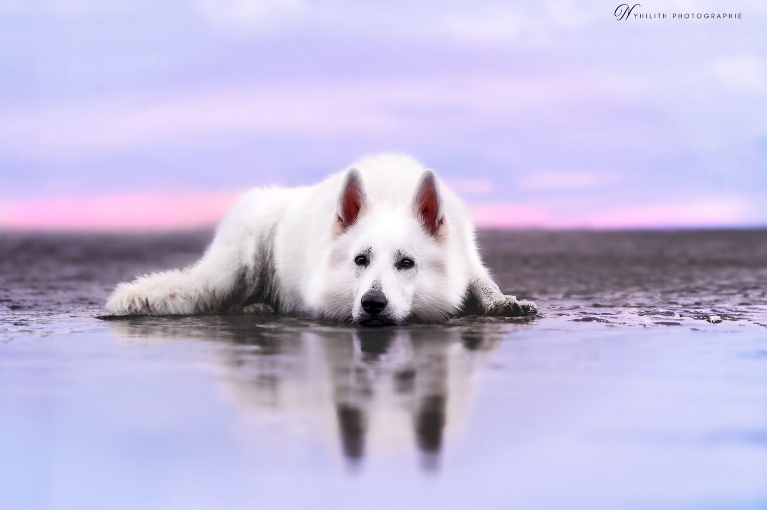 Photo chien au bord de l'eau – Photographe animalier en Meuse