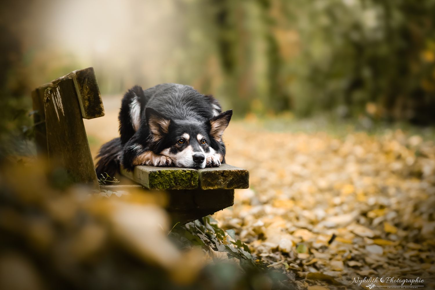 Photo chien sur un banc– Photographe animalier en Meuse