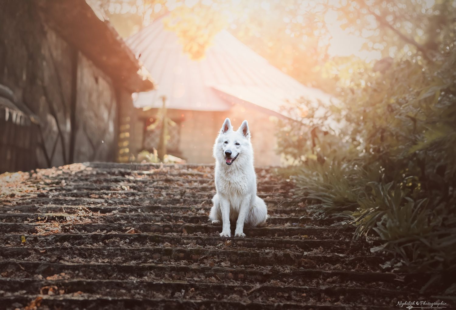 Photo chien heureux – Photographe animalier en Meuse