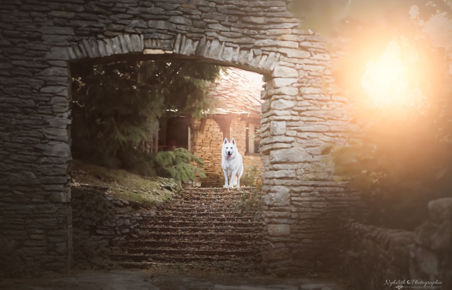 Photo chien artistique – Photographe animalier en Meuse