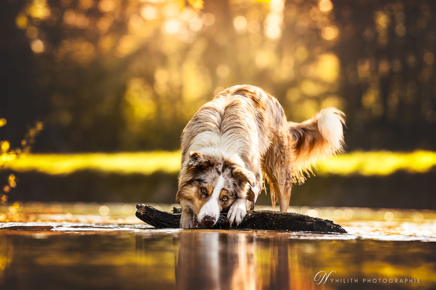 Photographe chien prenant un berger australien en photo à Verdun