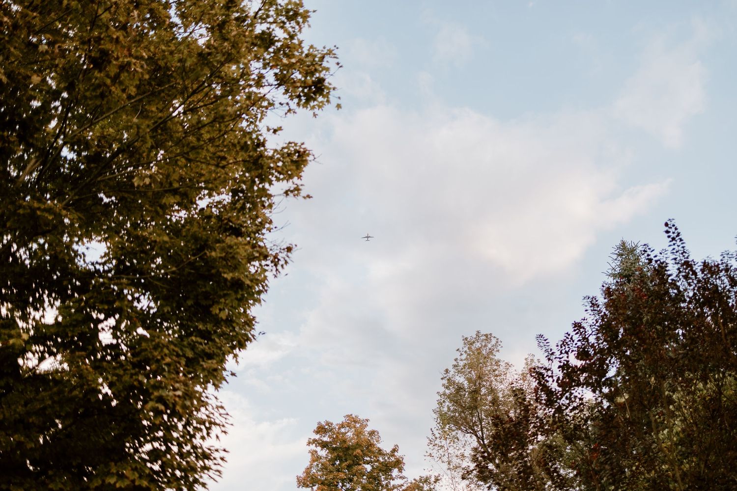 Autumn trees against cloudy sky with golden leaves in late afternoon light.