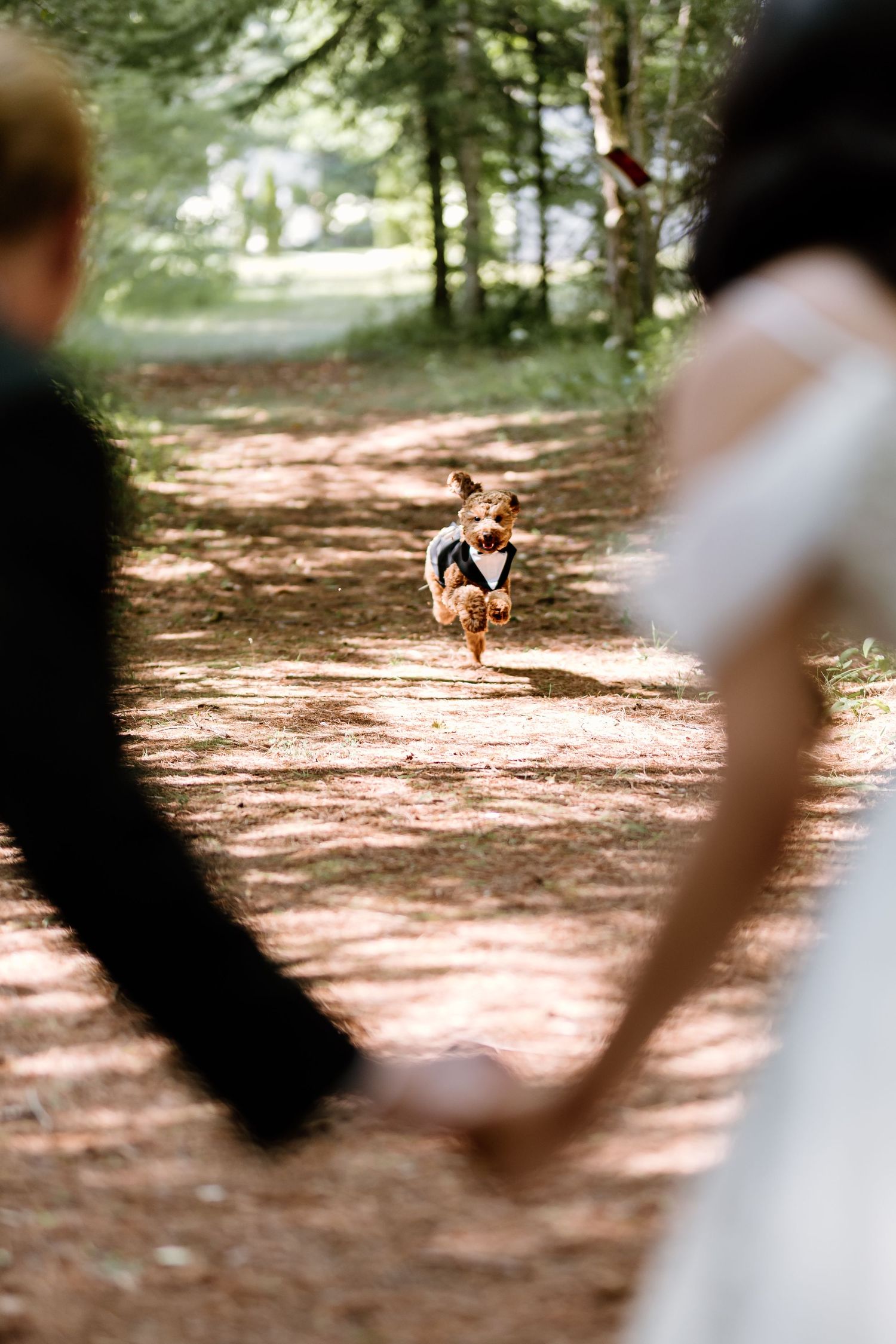 A small dog in a bow tie runs toward a couple holding hands on a forest path at their wedding.