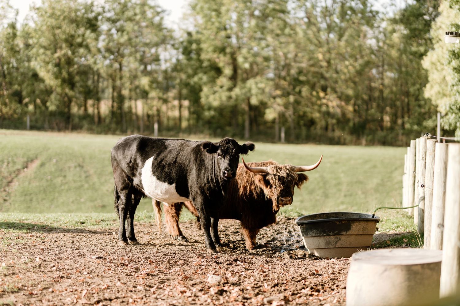 Highland cattle grazing in a pastoral field near a farm.