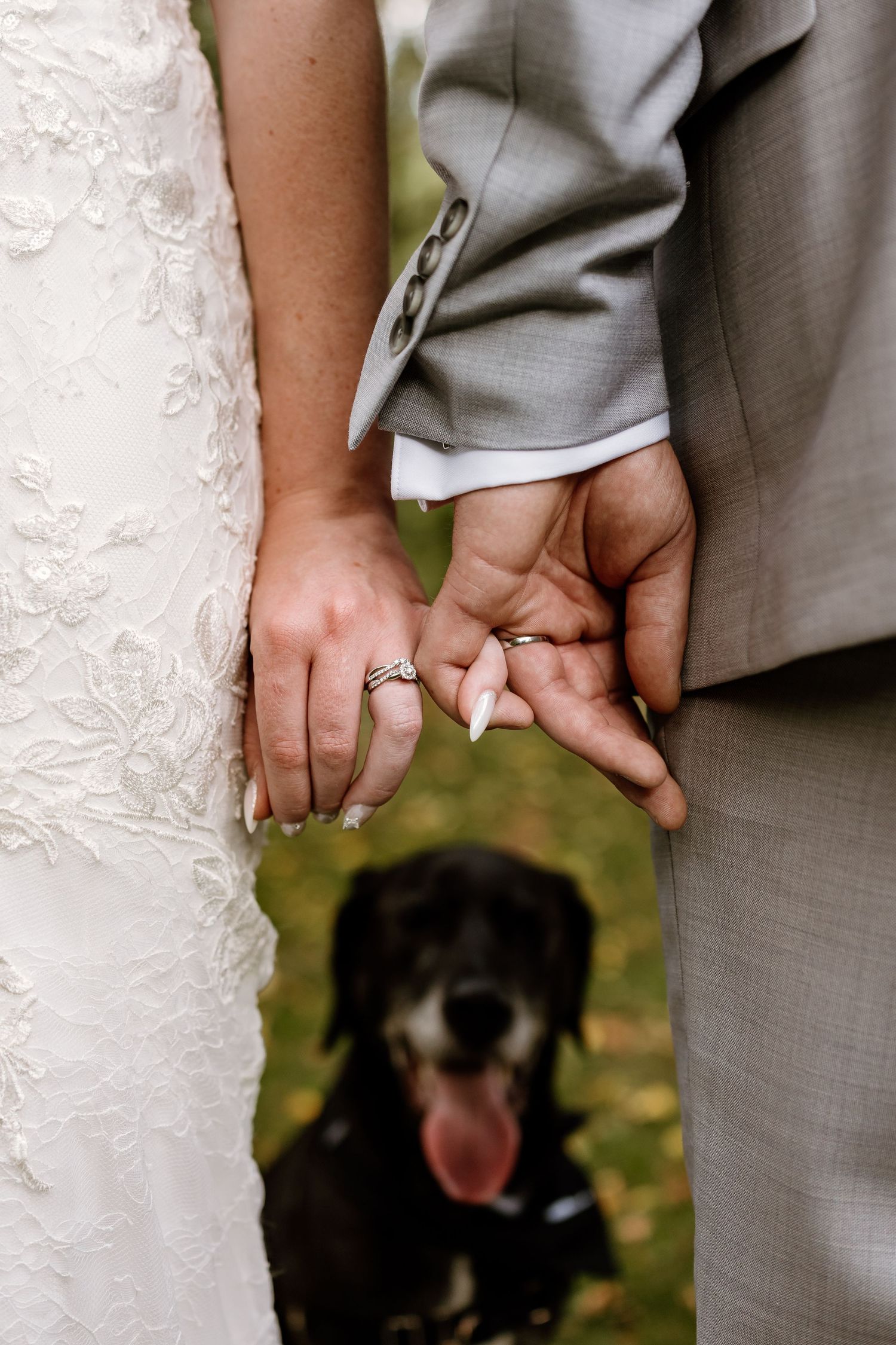 Close-up of wedding rings and joined hands with a black dog photobombing in the background.