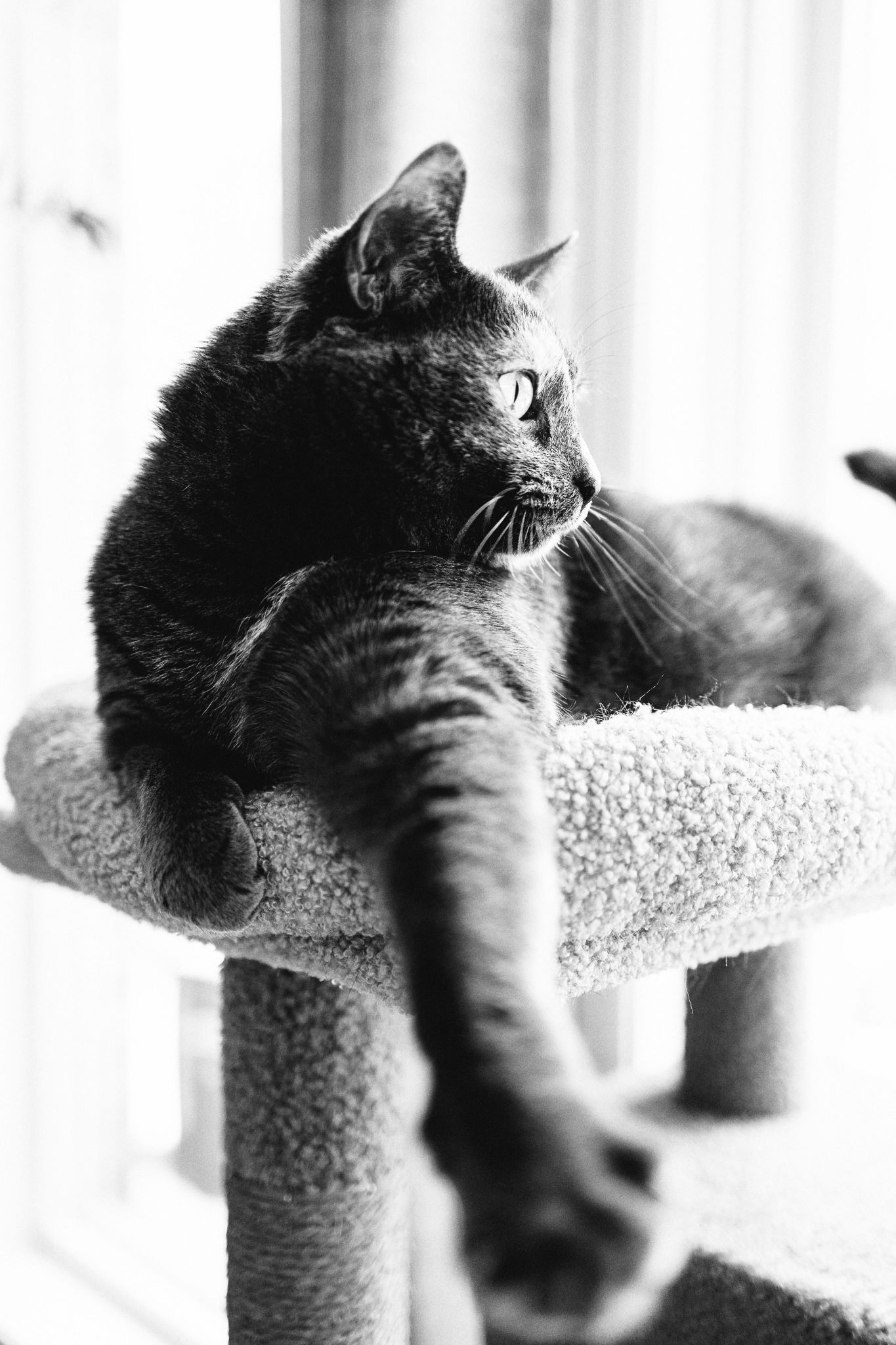 Black cat lounging on a carpeted cat tree perch in black and white photography.