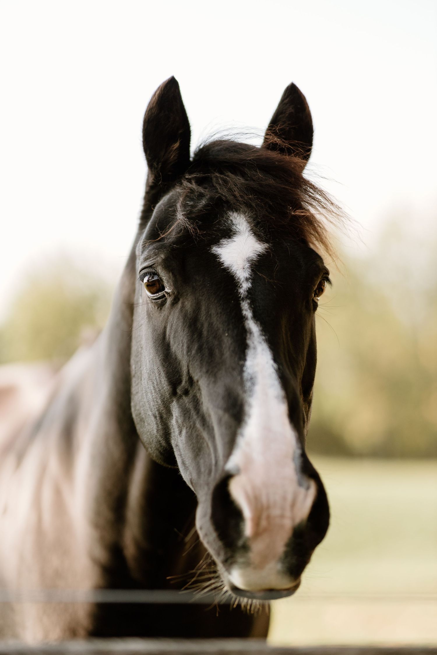 Close-up portrait of a black and white horse with gentle expression.