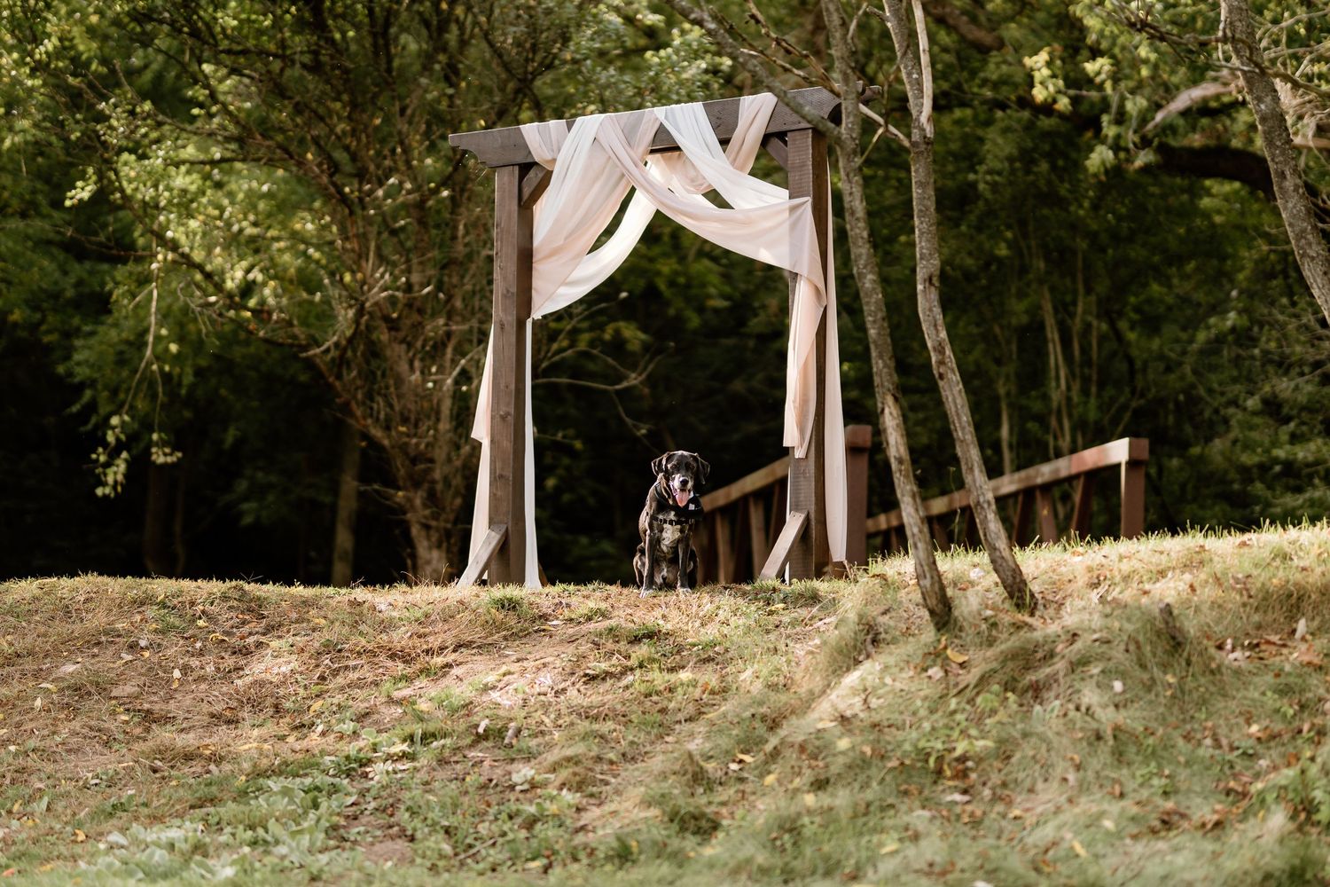 A rustic wooden wedding arch draped with white fabric stands in a serene wooded setting.