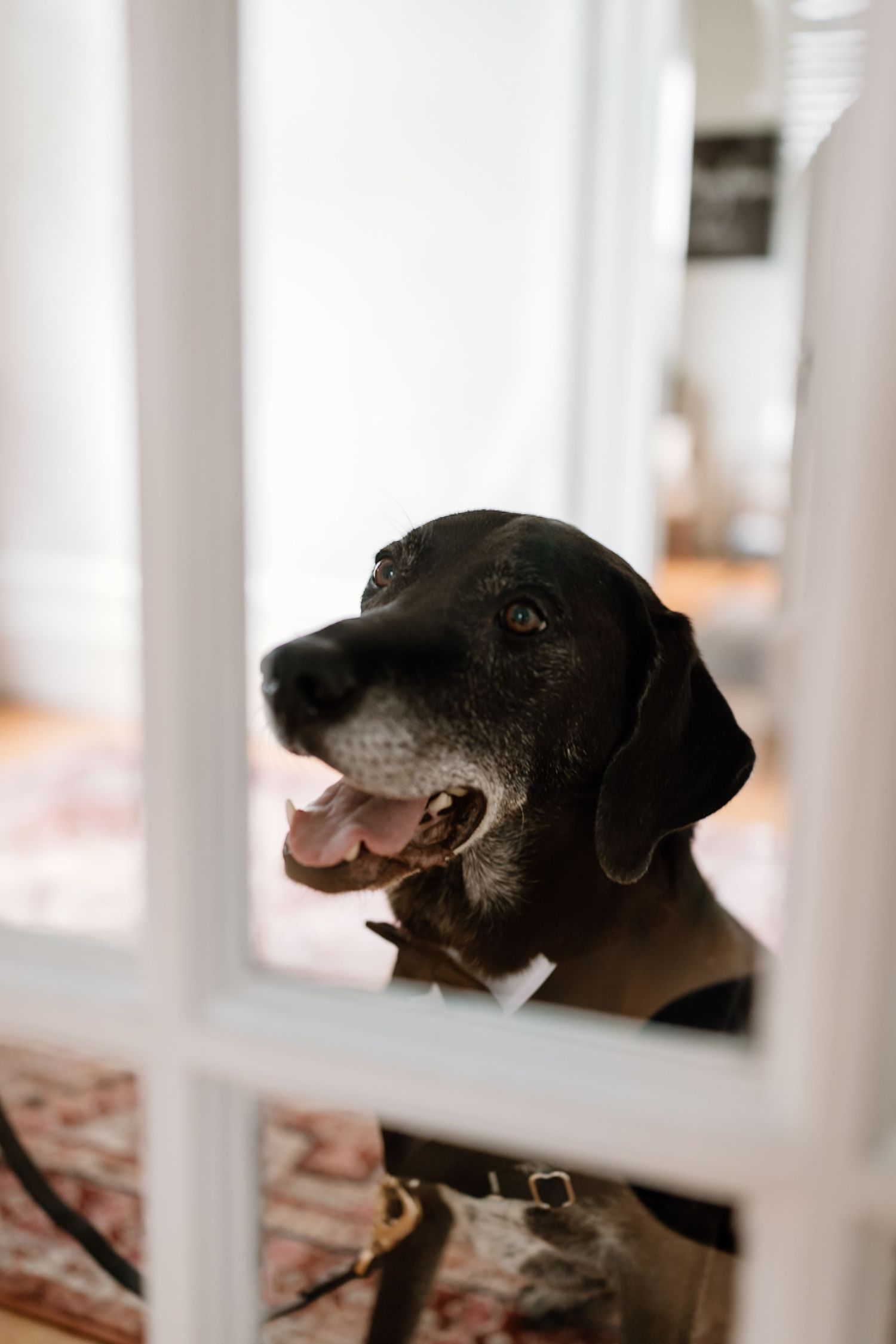 Black dog peeks through white railings with a happy expression.