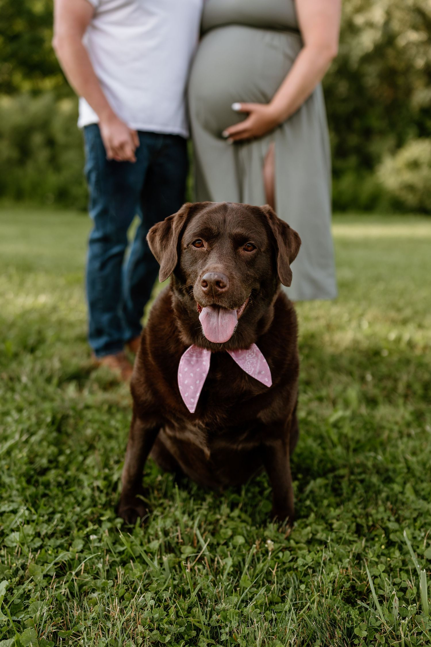 Chocolate Labrador with pink bandana sits on grass in front of pregnant couple during outdoor maternity photo session.