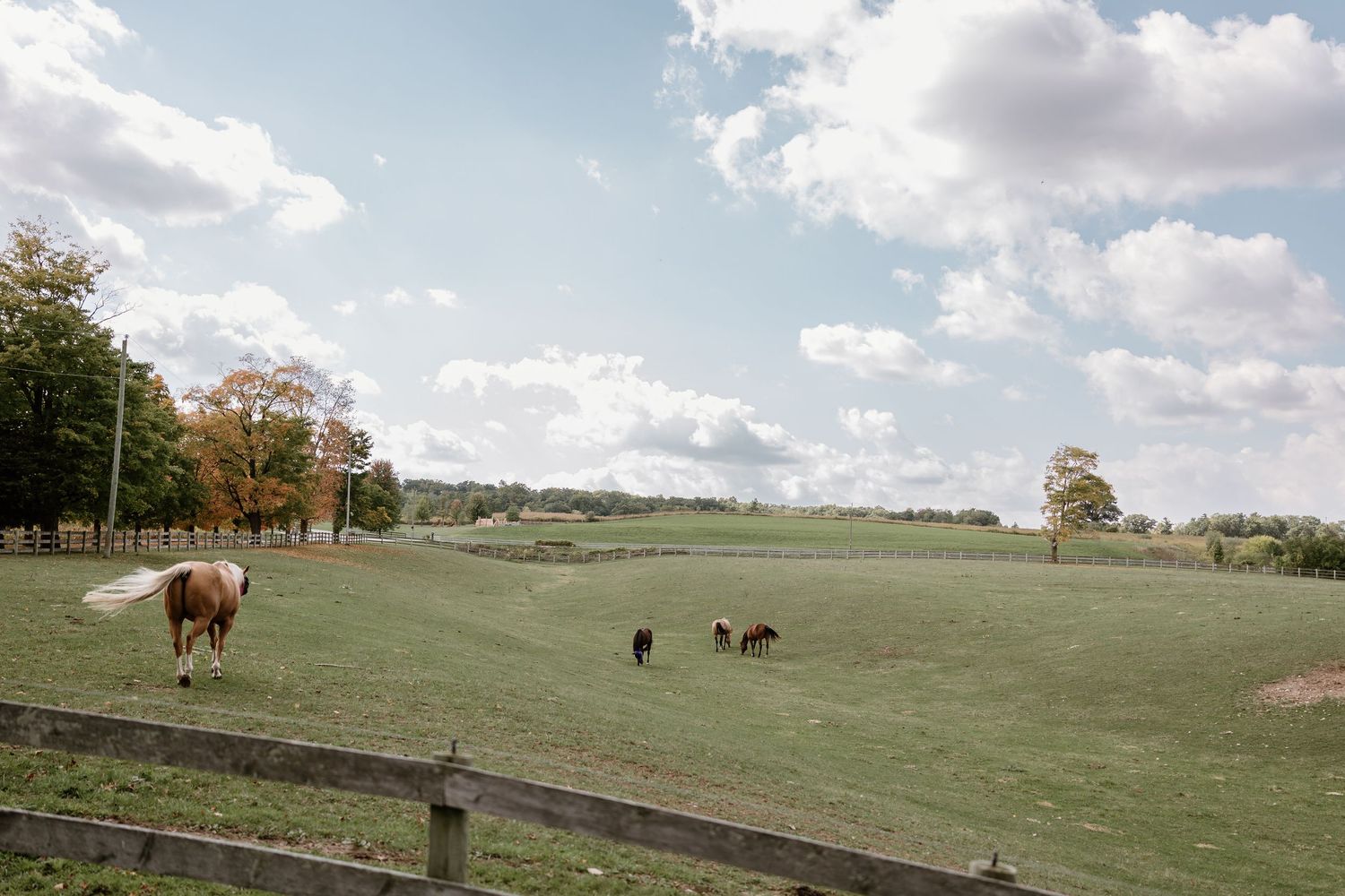 Horses graze peacefully in a green pasture under a cloudy sky.