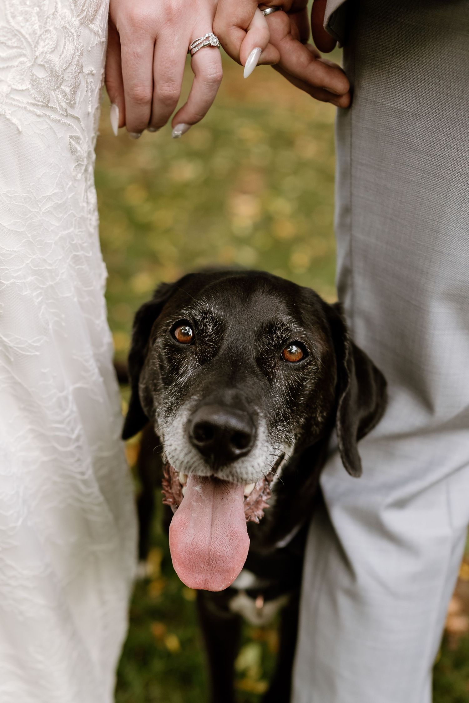 A happy black dog smiles between the newlyweds during their wedding photoshoot.