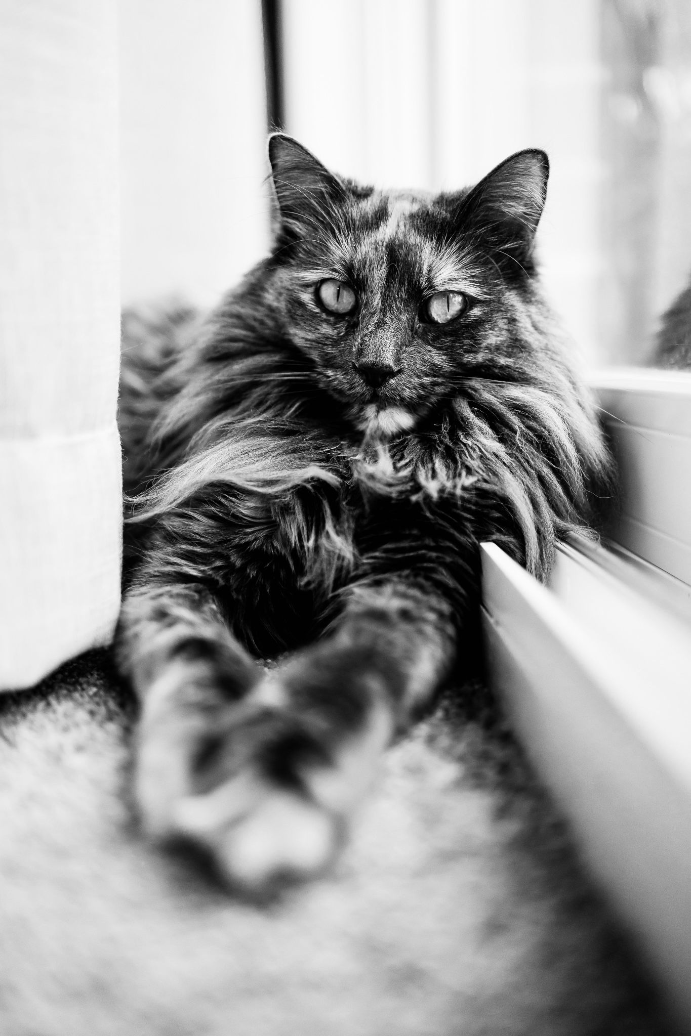Close-up portrait of a fluffy long-haired cat with intense eyes in black and white.