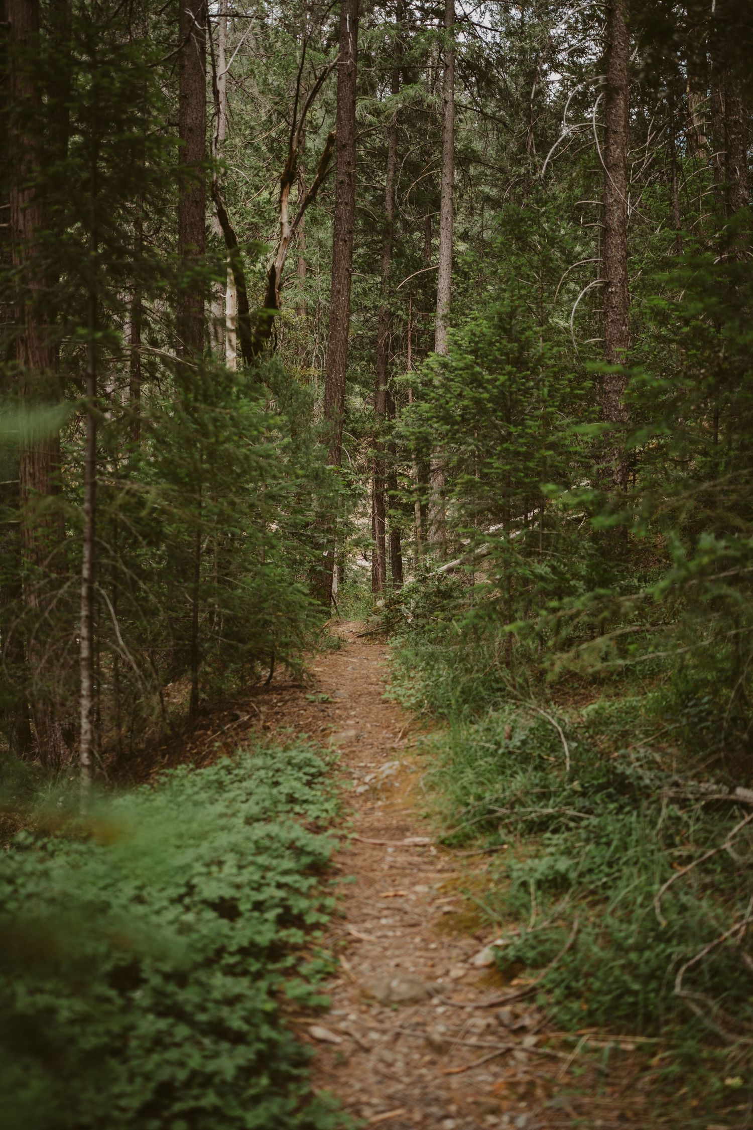 A winding dirt trail leads through a dense forest of evergreen trees and lush green undergrowth.