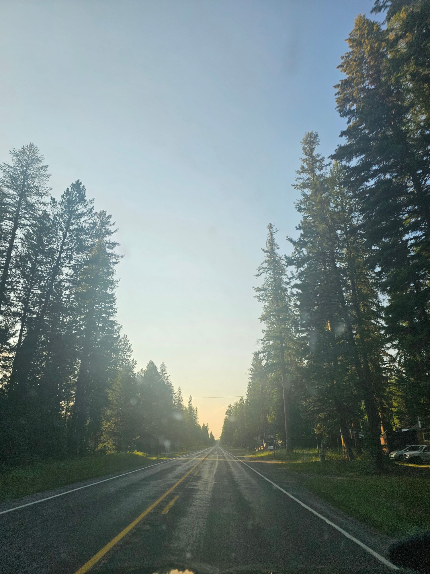 Foggy forest road at sunrise with sunlight streaming through tall evergreen trees and yellow road markings.