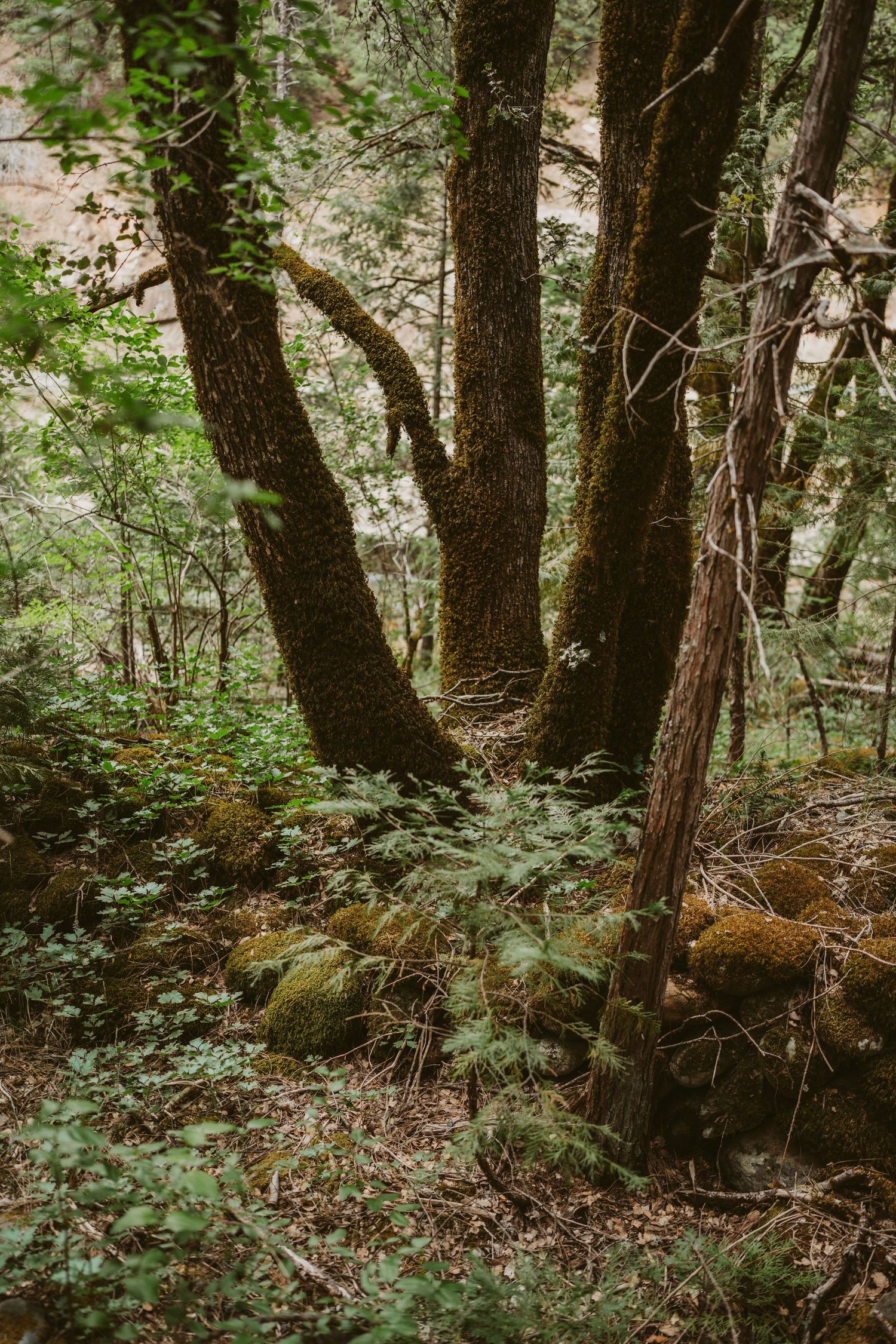 Mossy tree trunks and green forest understory create a peaceful woodland scene in dappled sunlight.