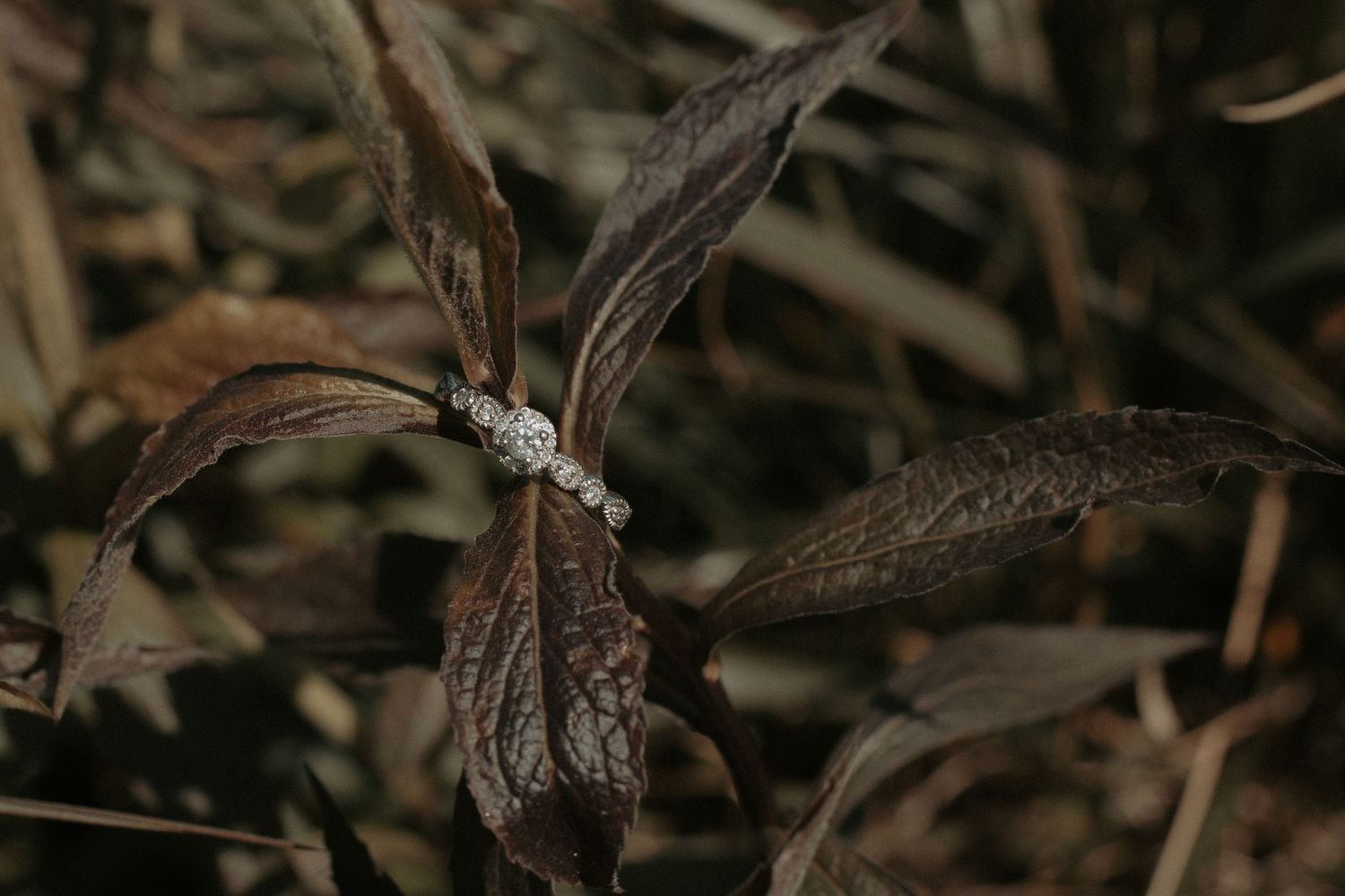 Diamond engagement ring resting on dark dried autumn leaves in a natural outdoor setting.