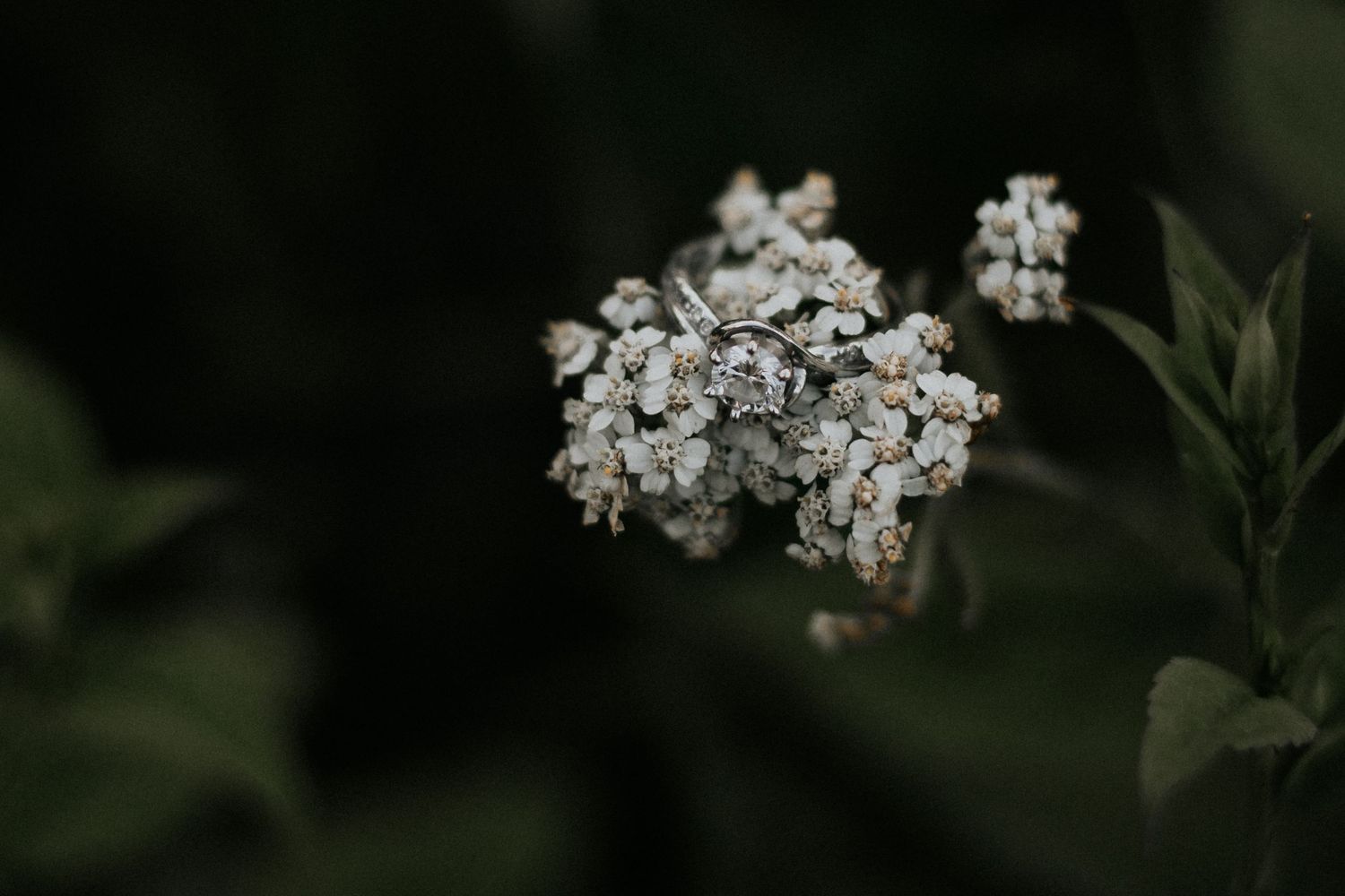Diamond engagement ring resting on delicate white wildflowers in nature.
