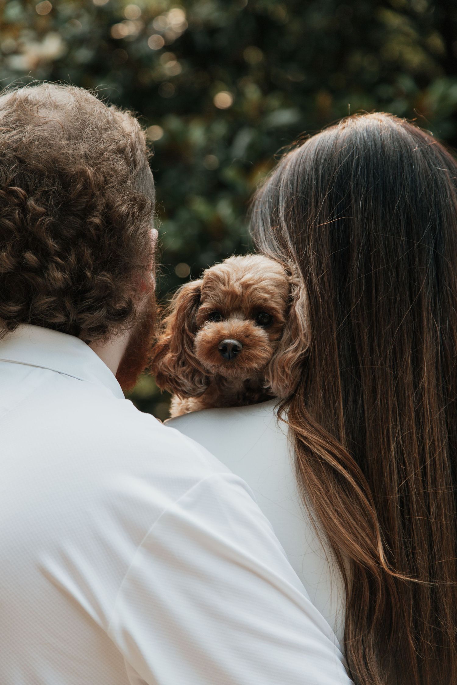 Couple holding adorable brown cavapoo puppy during outdoor engagement photo session.