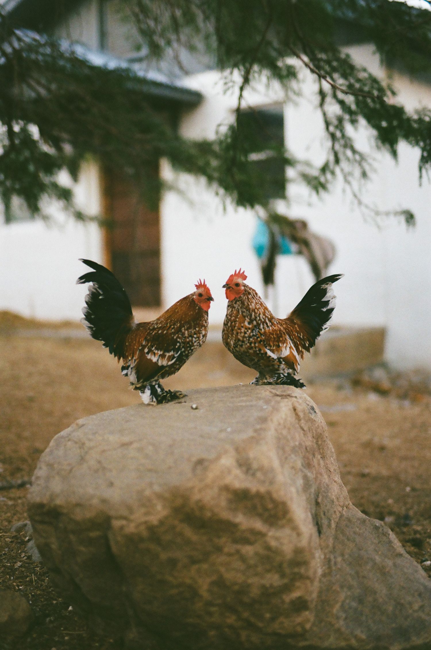 Two roosters with colorful brown and black plumage stand facing each other on a large rock in a rural farmyard setting.