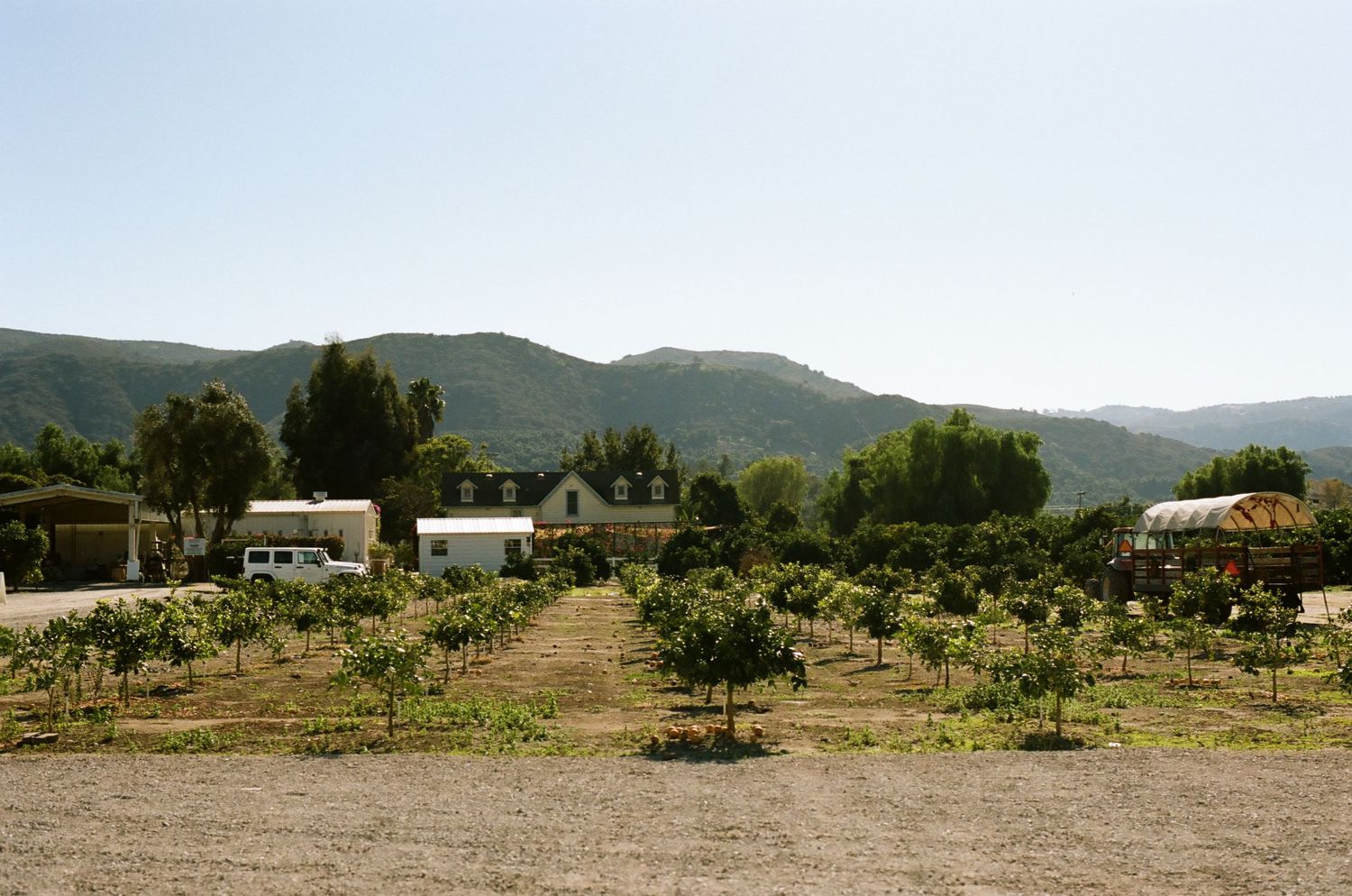 Scenic vineyard property with mountain backdrop and rows of young fruit trees in California.
