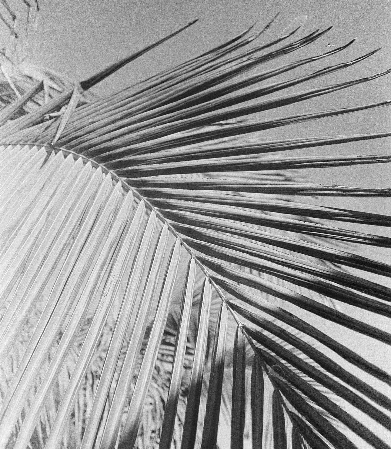 Close-up black and white photo of a tropical palm leaf frond with radiating spines against a clear sky.