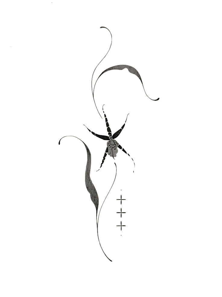 Black ink drawing of a spider with elegant curving botanical tendrils and small cross symbols below.