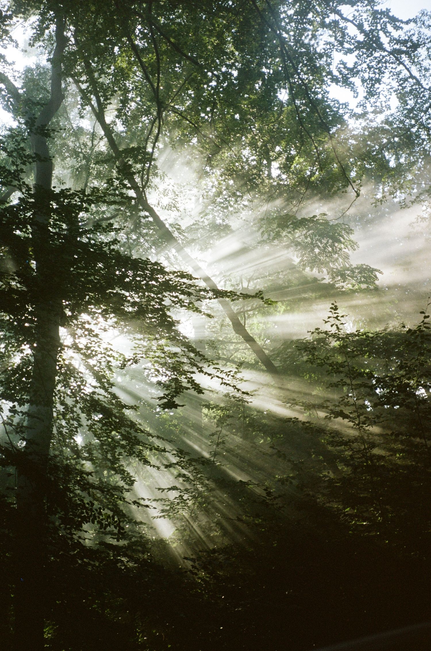 Sunbeams filtering through misty green forest trees, creating ethereal light rays in a woodland scene.