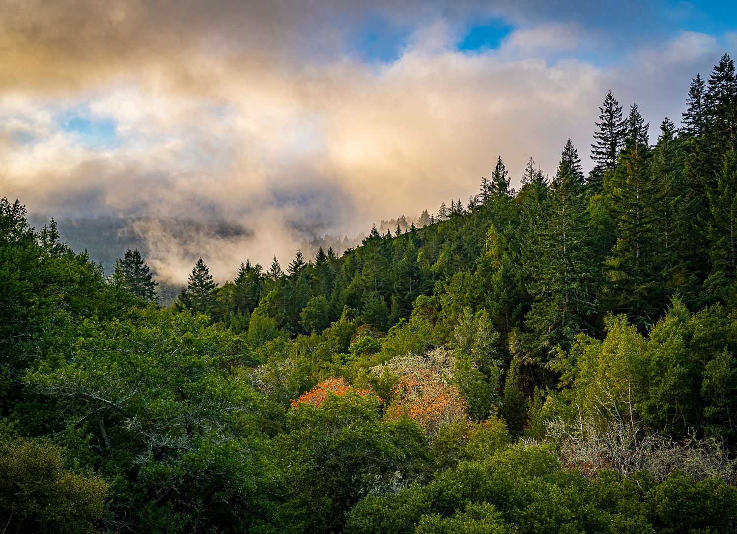Lush forest hillside with evergreen trees and colorful clouds during a scenic sunset.