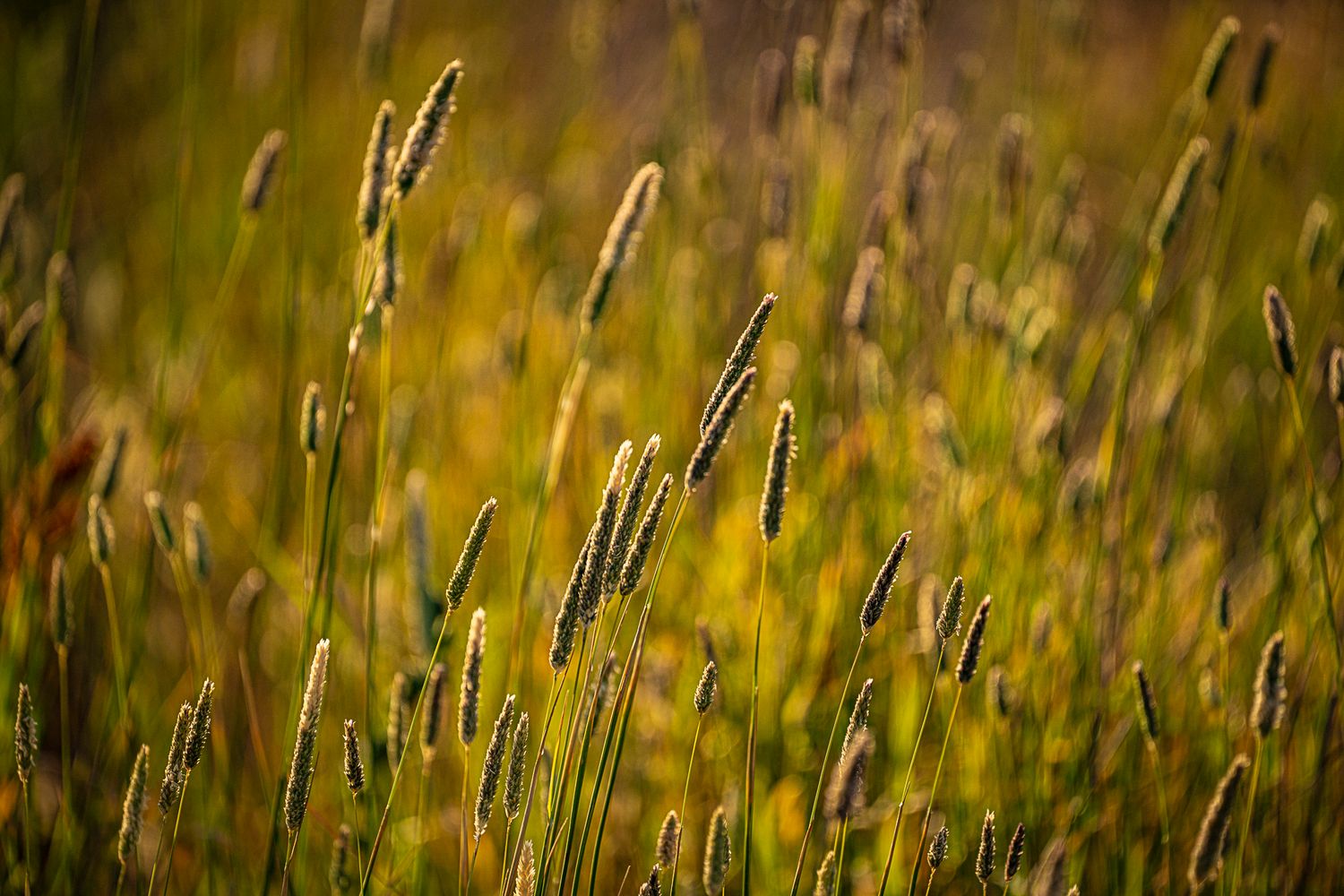 Golden wild grass seed heads glowing in warm sunlight in a meadow field.