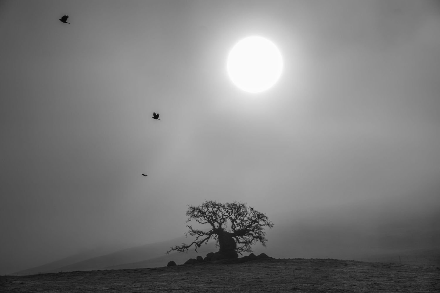 Misty black and white landscape with a lone tree, birds in flight, and glowing sun through fog.