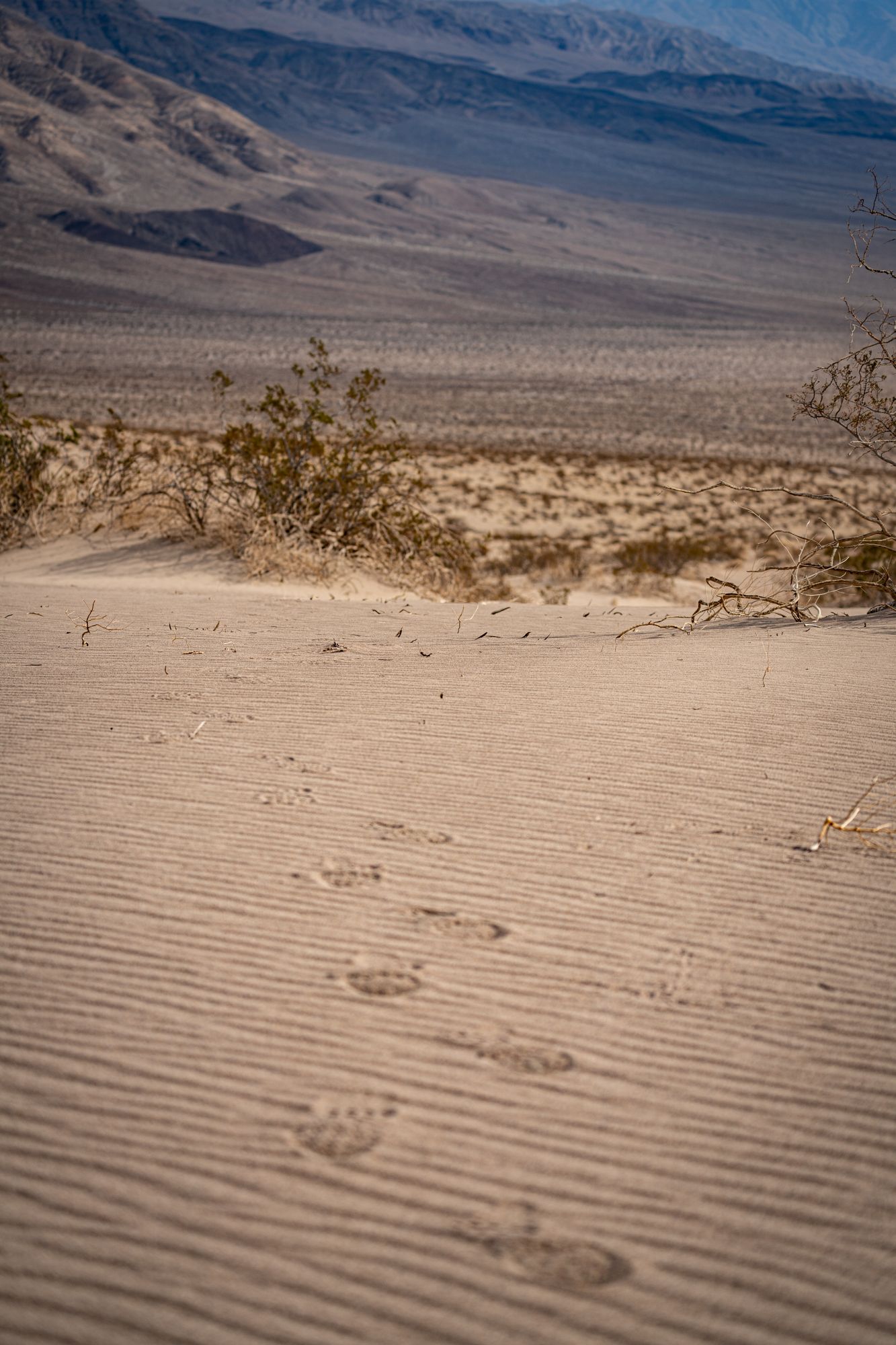 Animal footprints trail across rippled sand dunes with desert scrub and mountains beyond.