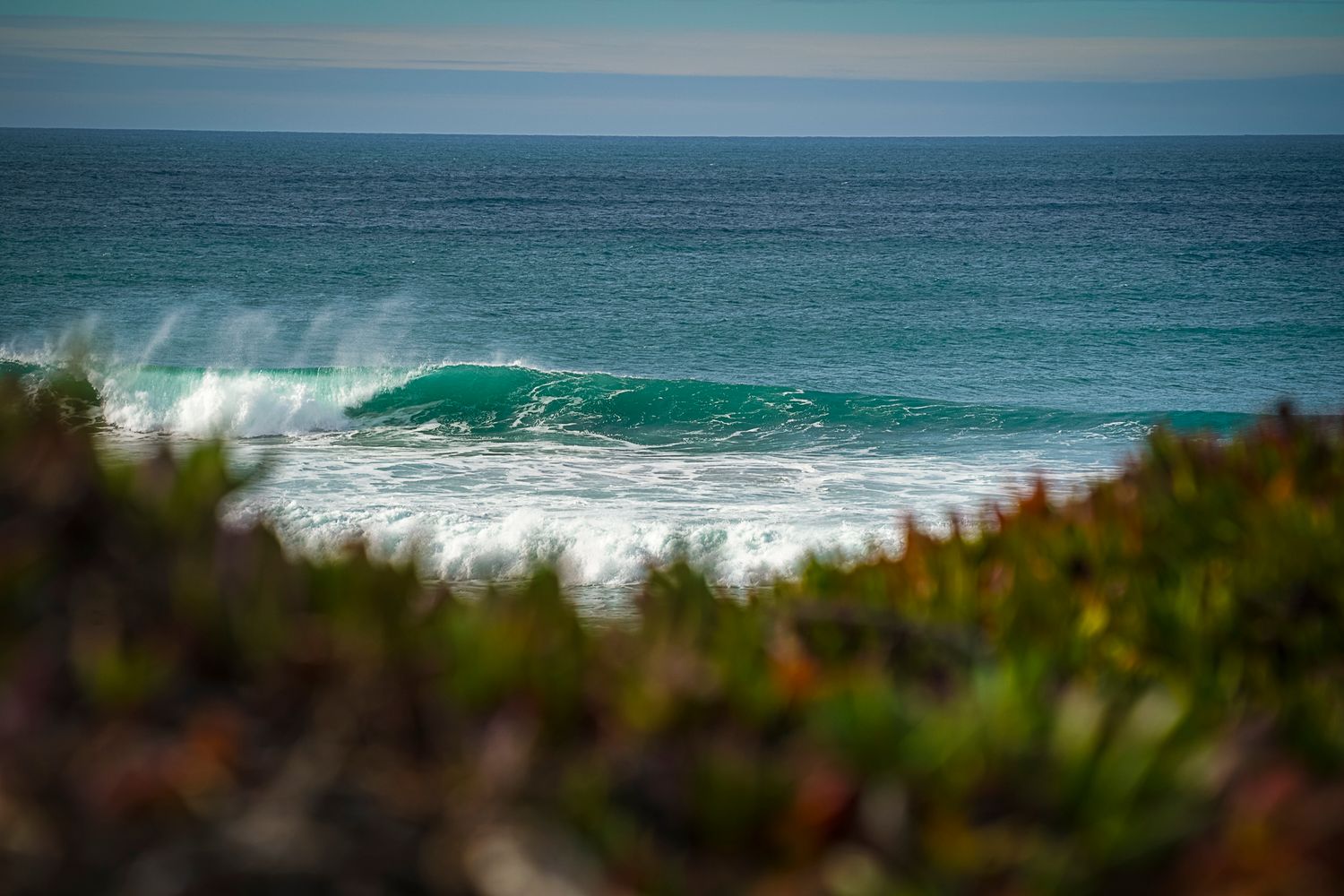 A powerful turquoise wave breaks near a shore lined with colorful coastal succulents and wildflowers.